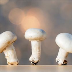 Common white button mushrooms