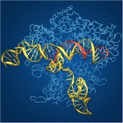 Cas9 system