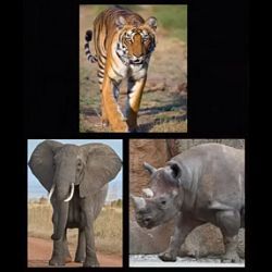 tiger, elephant, rhinoceros 