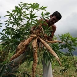 Harvesting plants