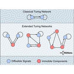 A self-organizing labyrinthine Turing pattern.