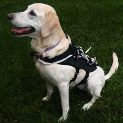 sitting dog wearing customized harness