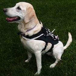 A dog in the training harness.