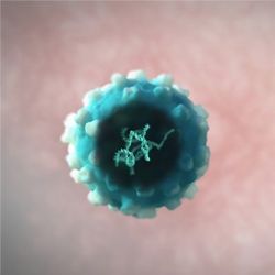 Retrovirus harboring a human gene