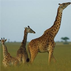 Giraffes