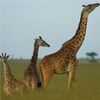 Genome Reveals Why Giraffes Have Long Necks