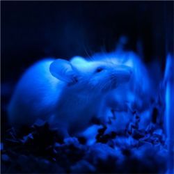 Blue mouse