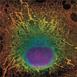 Structures inside a cell