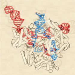 CRISPR-Cas9 gene-editing complex