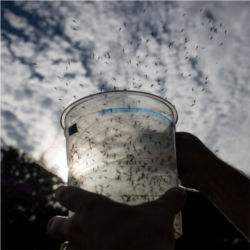 Mosquitos released, Brazil