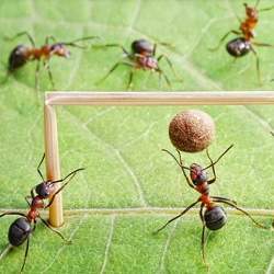 Live-action ant soccer.