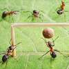 How Google Deepmind's Ant Soccer Skills Can Help Improve Your Search Results