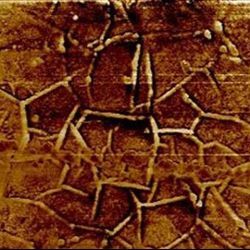 AFM image of graphene conduction channel