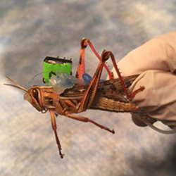 Sensors placed on the insect monitor neural activity while they are moving, decoding odorants present in their environment. 