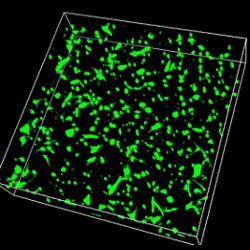 3-D image of skin cells