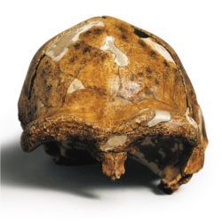 Reconstructed skull of Peking Man