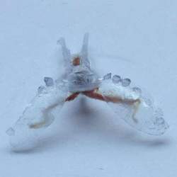 A sea slug's buccal I2 muscle powers this biohybrid robot as it crawls like a sea turtle.