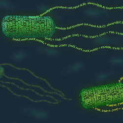 A new programming language enables virtually anyone to take control of a bacteria cell's functions.
