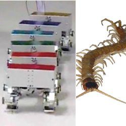 robotic centipede and centipede