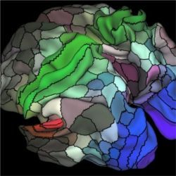 Map of myelin content, left hemisphere, cerebral cortex