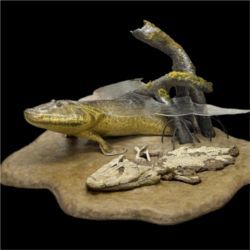 Tiktaalik roseae fossil