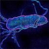 'radically Rewritten' Bacterial Genome ­nveiled