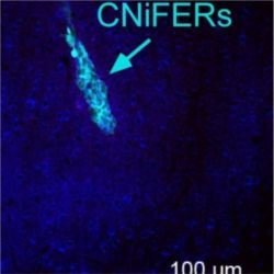 Cell-based detectors called CNiFERs