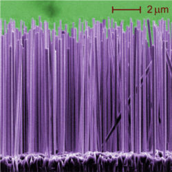 Forest of nanowires