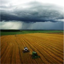 Harvesting on Russian Steppes