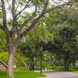 San Pasqual Walk, on the California Institute of Technology Campus.