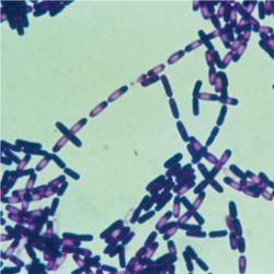 Colony of bacillus subtilis bacteria