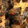 Tracking Honey Bees With Big Data