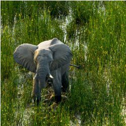 African elephant