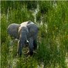 A Combination of Machine Learning and Game Theory Helps Fight Elephant Poaching in ­ganda