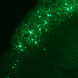 fluorescent protein-labeled  neurons in a mouse neocortex