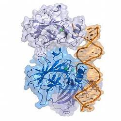 The p53 protein.