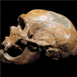 Neanderthal skull, France