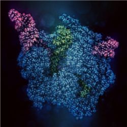 CRISPR-CAS9 gene editing