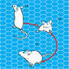 With Wireless Optogenetic Tools, Neuroscientists Steer Mice Around Their Cages 