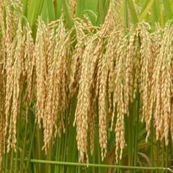 Rice growing in a field.