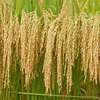 Computer-Based Biology Uncovers Secrets to Rice Growth