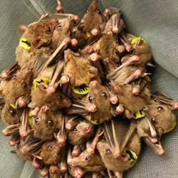 Egyptian fruit bats huddling together.