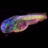 New Technology Enables 5-Dimensional Imaging in Live Animals and Humans