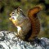 Who's Winning the Cyber War? The Squirrels, of Course