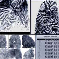 Images from a fingerprint database. 
