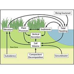 Factors impacting salt marshes.