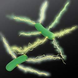 artists rendition of Geobacter expressing electrically conductive nanowires.