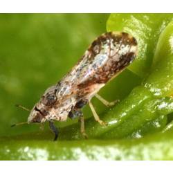 The Asian citrus psyllid, a winged insect no longer than a grain of rice.