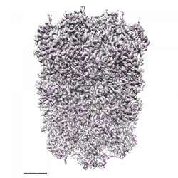 Tiny protein molecules.