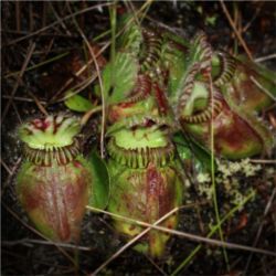 Australian pitcher plant